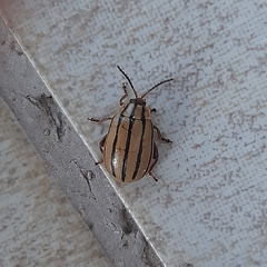 Kuschelina nigrovittata