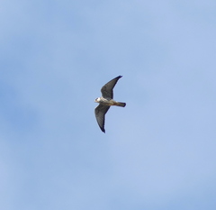 Falco amurensis