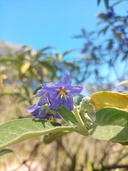 Solanum granulosoleprosum