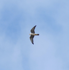 Falco amurensis