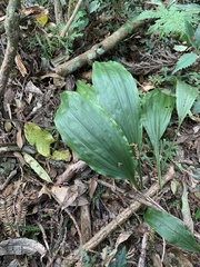 Calanthe aristulifera