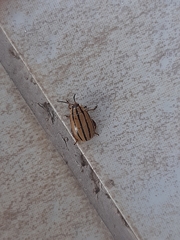 Kuschelina nigrovittata