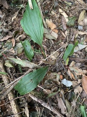 Calanthe aristulifera