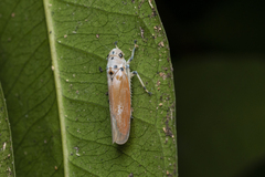 Bothrogonia ferruginea