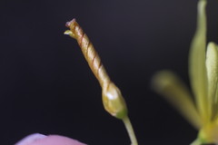 Tricoryne elatior