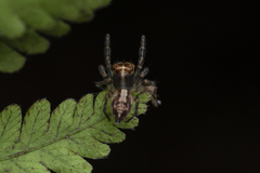 Orientattus hongkong