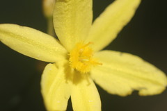 Tricoryne elatior