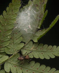 Orientattus hongkong