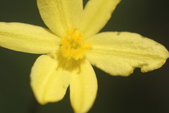 Tricoryne elatior