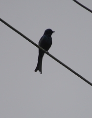 Dicrurus aeneus