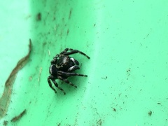 Maratus scutulatus