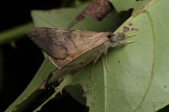 Oxyodes