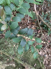 Ilex goshiensis