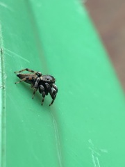 Maratus scutulatus