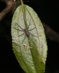 Pandercetes