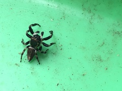 Maratus scutulatus