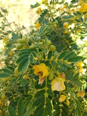 Senna multiglandulosa