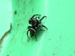 Maratus scutulatus
