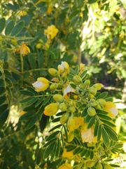 Senna multiglandulosa