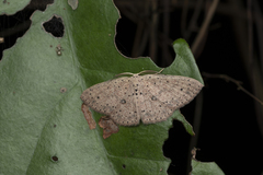 Cosymbiini