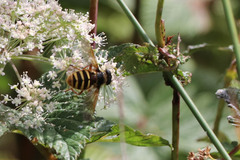 Sericomyia silentis