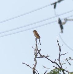 Lanius bucephalus