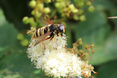 Sericomyia silentis