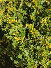 Senna multiglandulosa