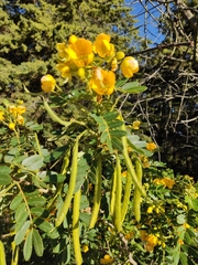 Senna multiglandulosa