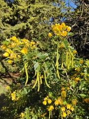 Senna multiglandulosa