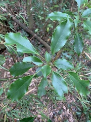 Trochodendron aralioides