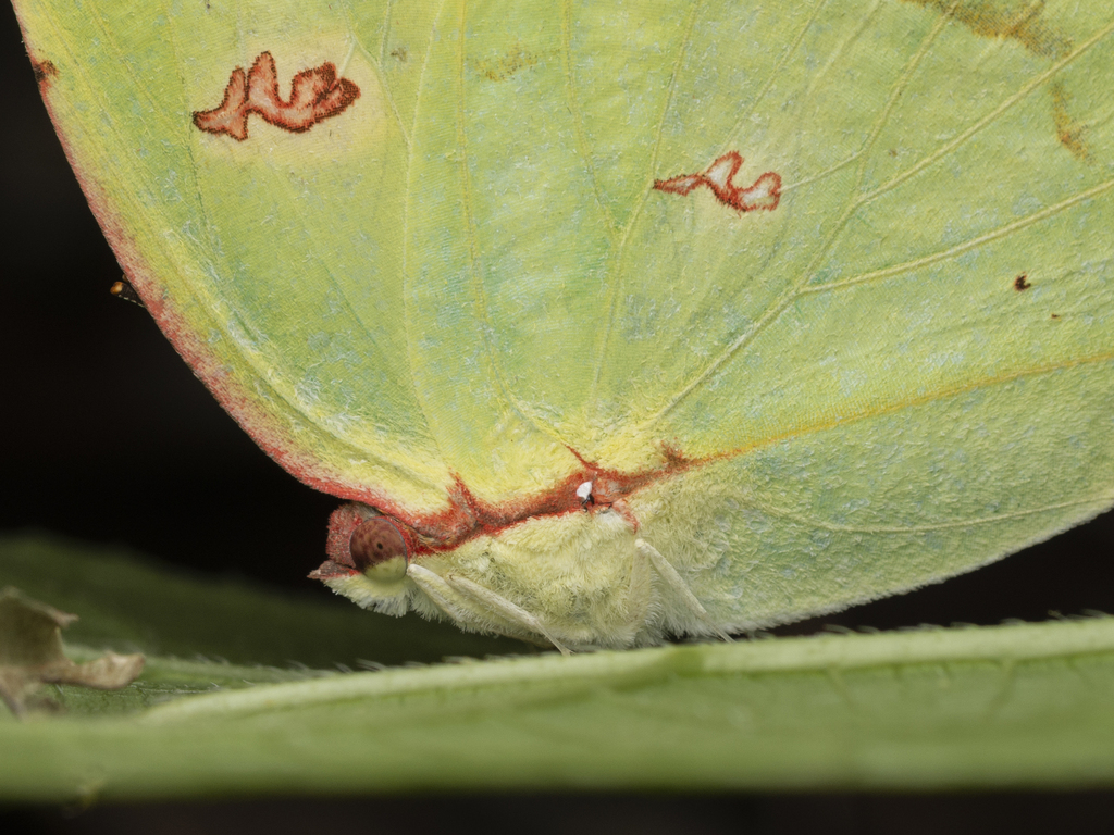Tailed Sulphur