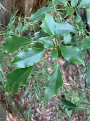 Trochodendron aralioides