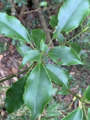 Trochodendron aralioides