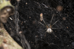 Prosoponoides sinense