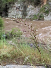 Austrostipa rudis