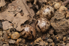 Doderiinae