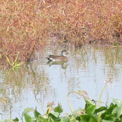 Sibirionetta formosa
