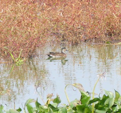 Sibirionetta formosa