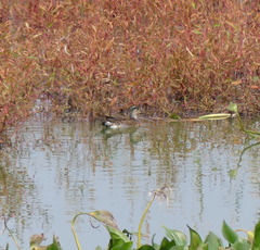 Sibirionetta formosa