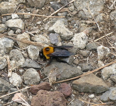 Xylocopa appendiculata