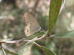 Hypocysta pseudirius