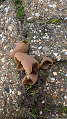 Phylloscypha phyllogena