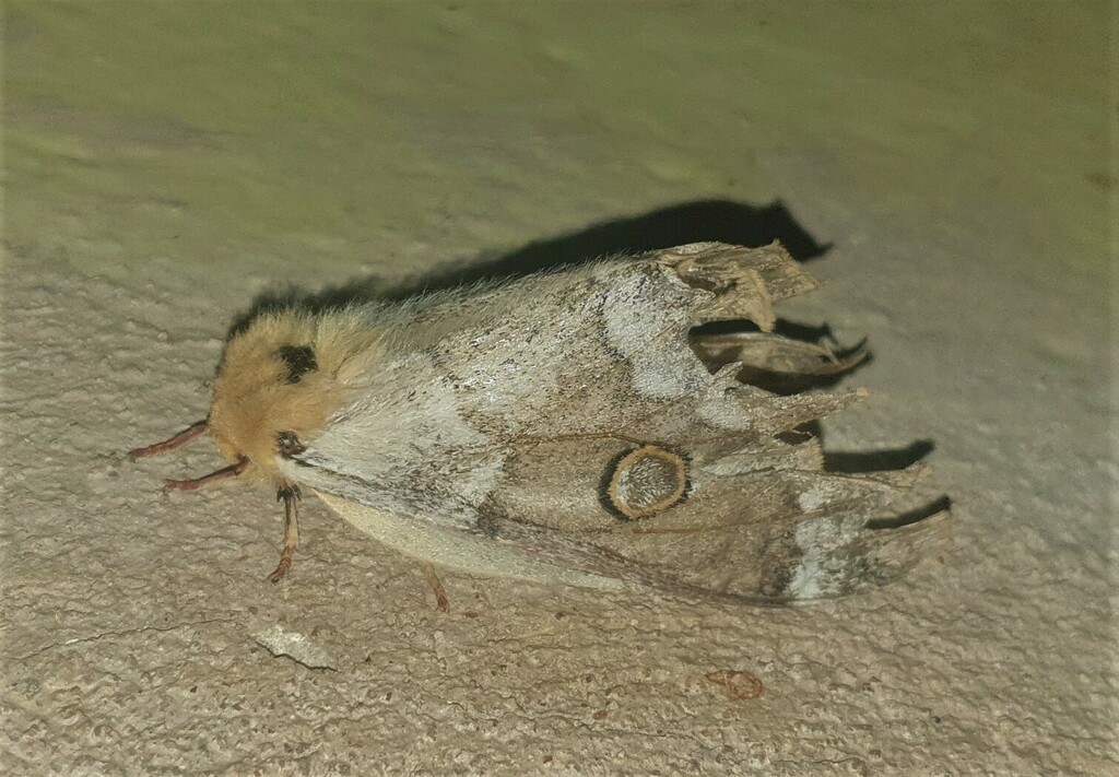 Usta subangulata