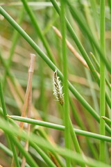 Eleocharis sphacelata