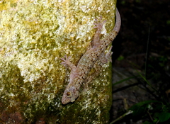 Gekko monarchus