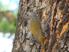 Chloropicus spodocephalus