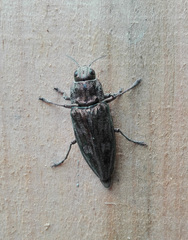 Chalcophora mariana
