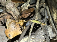 Nephrotoma australasiae