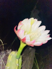 Cereus